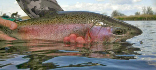 A Big Spring Rainbow From The Desert River