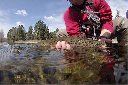 A Big Spring Rainbow From The Blue Ribbon Waters Of The Yakima...Come Join Us This Summer
