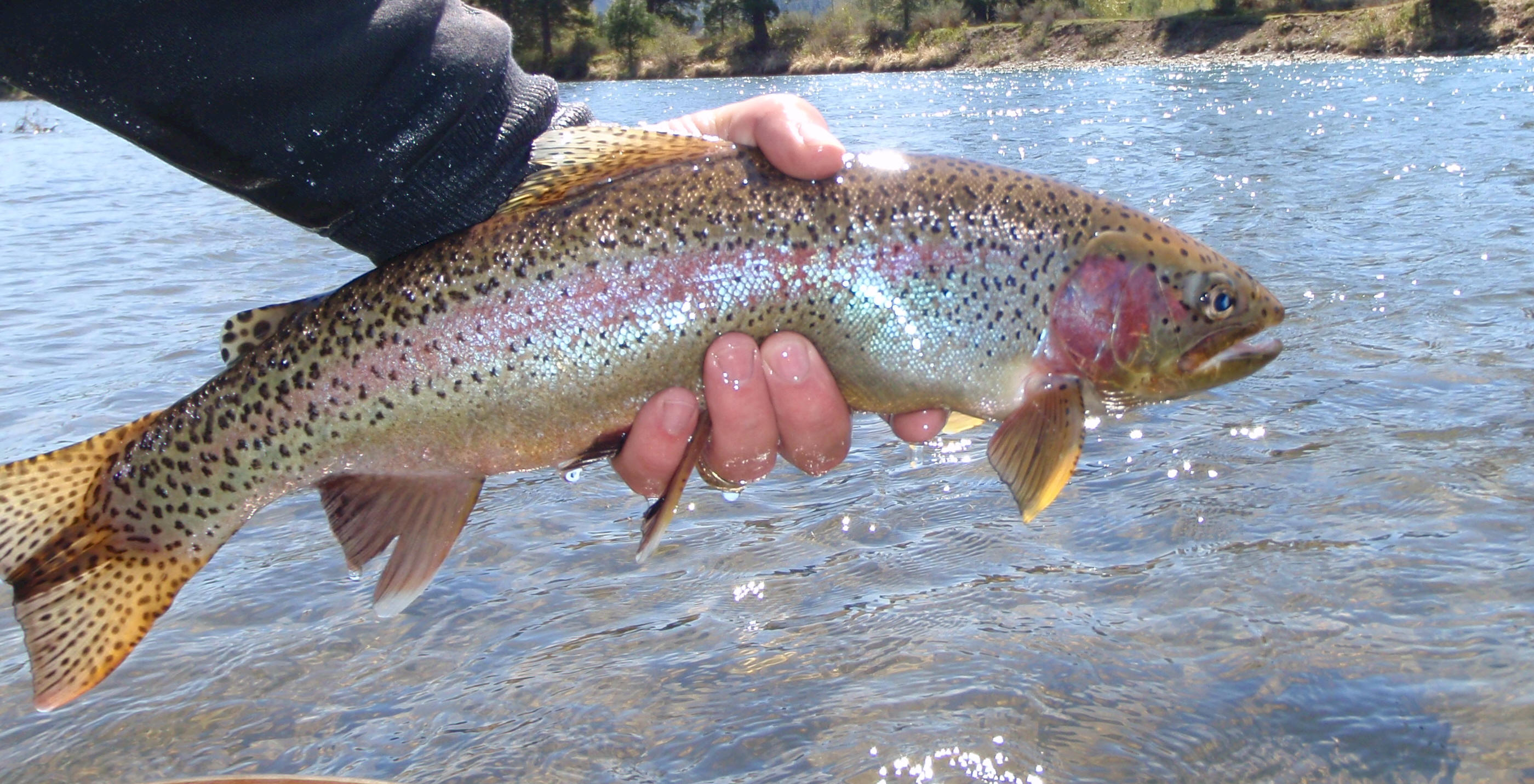 Yakima River Fall Rainbow