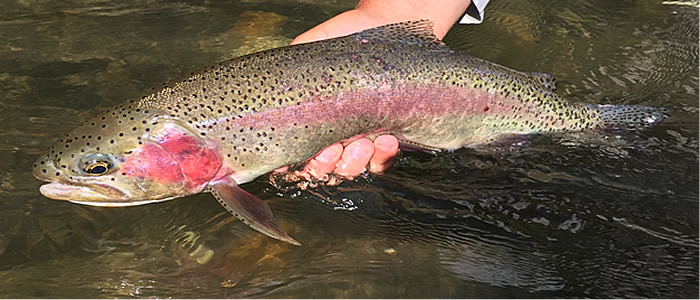 A Big Spring Yakima River-Caddis Eatn' Machine