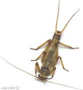 Yakima River Summer Stone-Shortwing Stone-Male