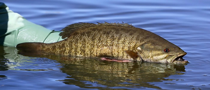 Columbia-Yakima River Smallmouth