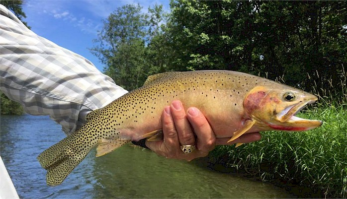 The Suburban Angler: Frogtown Creek: My First Trout on a Fly!