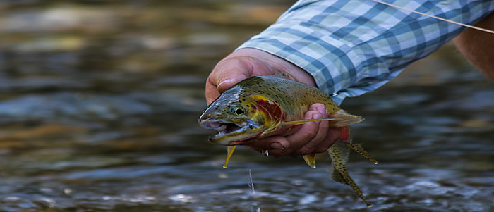 Yakima River Summer Westslop Cutthroat