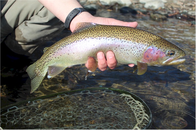 Cutthroat Chronicles: My Favorite Hooks for my Favorite Flies