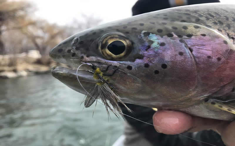 Yakima River Fly Fishing Report