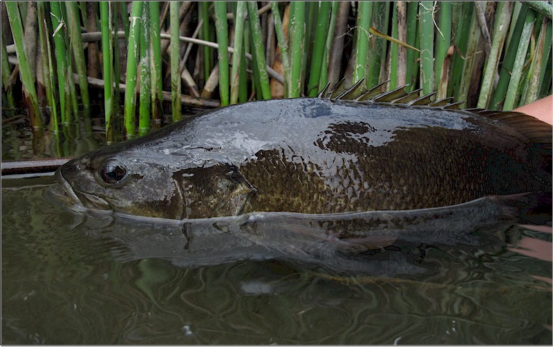 Yakima River Smallmouth Bass 