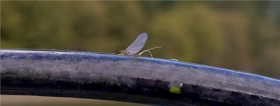 Yakima River Blue Wing Olive Mayfly