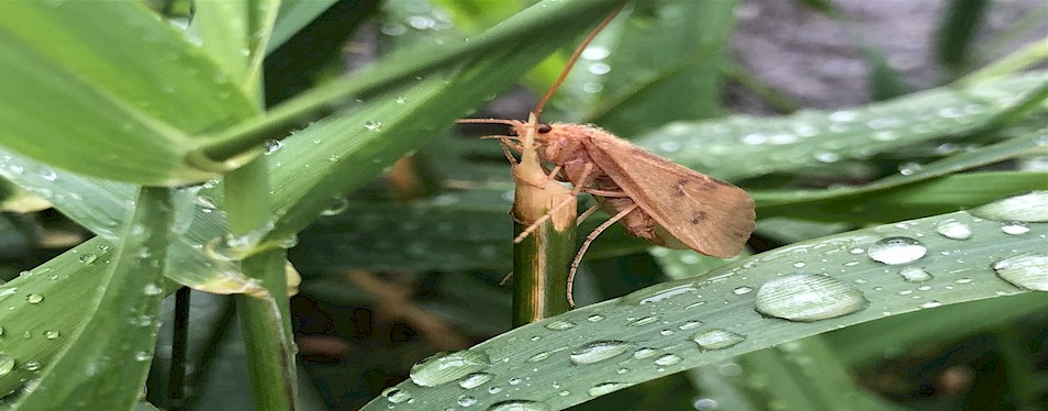 Worley Bugger Fly Co-Yakima River Newsletter-Fall 2019