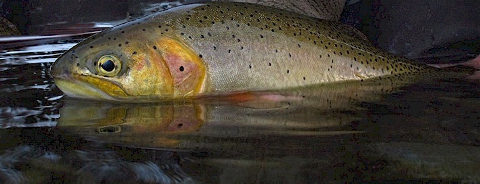 Yakima River Westslope Cutthroat