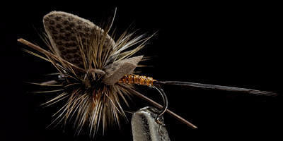 Foam Wing Mayfly-Adult-March Brown