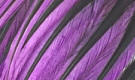 Whiting Bugger Pack Badger Purple