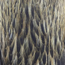 Whiting Farms Brahma Rooster/Hen Tan Hackle