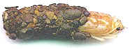 October Caddis Pupa & Case