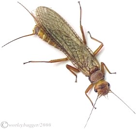 The Yakima River Golden Stone Fly...Beautiful!