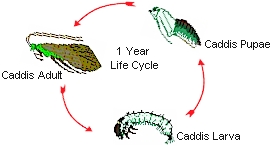 The Life Cycle Of The Caddis
