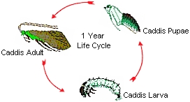 Caddis Life Cycle