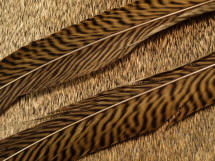 Nature's Spirit Golden Pheasant Tails