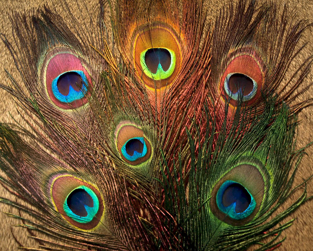 Nature's Spirit Peacock Eyed Sticks