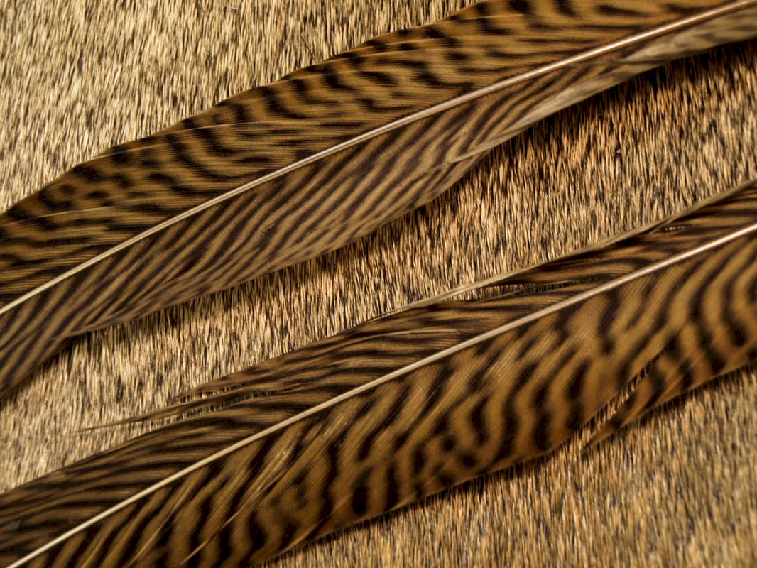 Nature's Spirit Golden Pheasant Tail