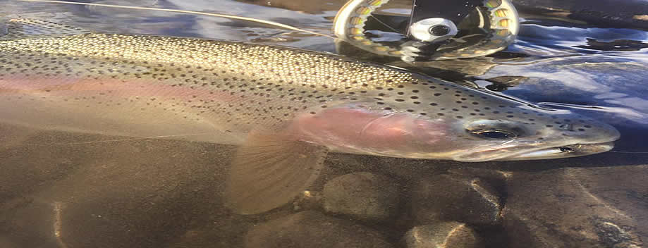 Yakima River Rainbow-Fly Fishing