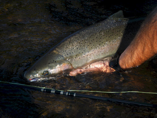 A Wild Klickitat River Steelhead