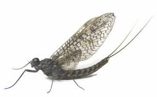 Yakima River March Brown