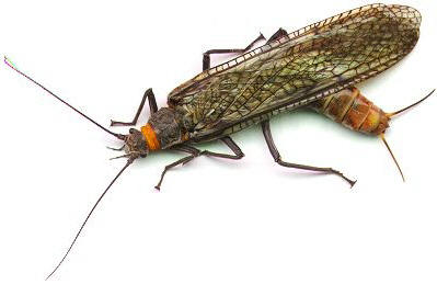 Yakima River Salmon Fly