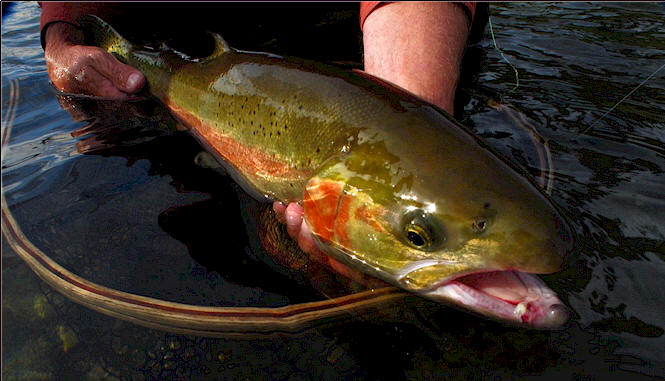 A Wenatchee River Summer Steelhead