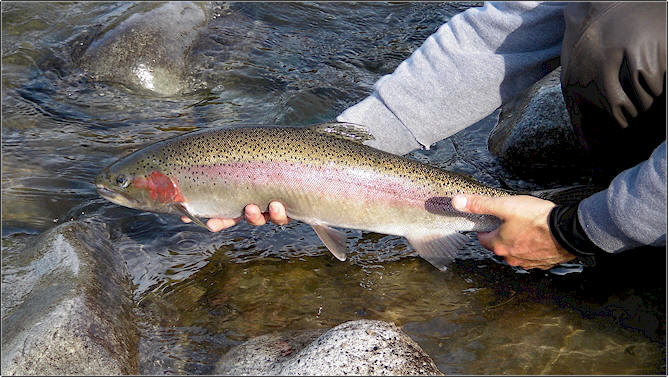 Methow River Steelhead