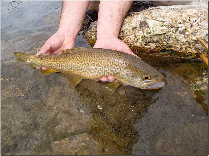 Another Tiger Trout From Lake Lenice