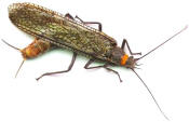 The Yakima River Pteronarcys...The Salmon Fly