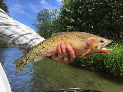 Yakima River Fly Fishing - Worley Bugger Fly Co.