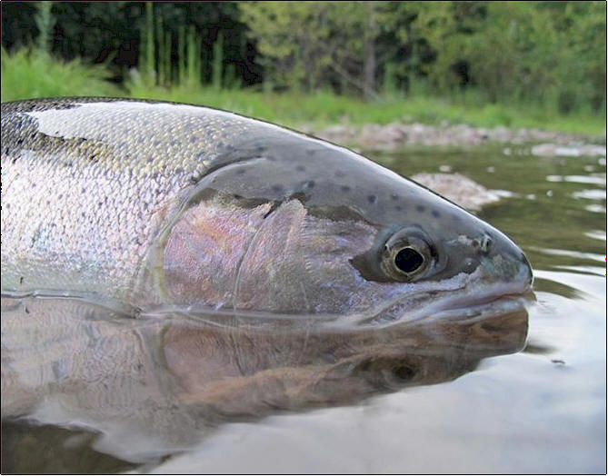 A Klickitat River Steelhead