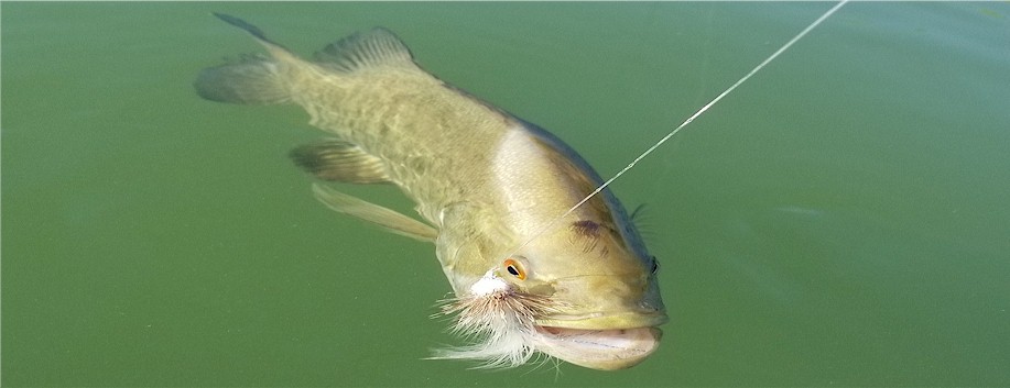 Yakima River Smallmouth Bass Fly Fishing 